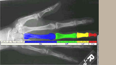 human hand image
